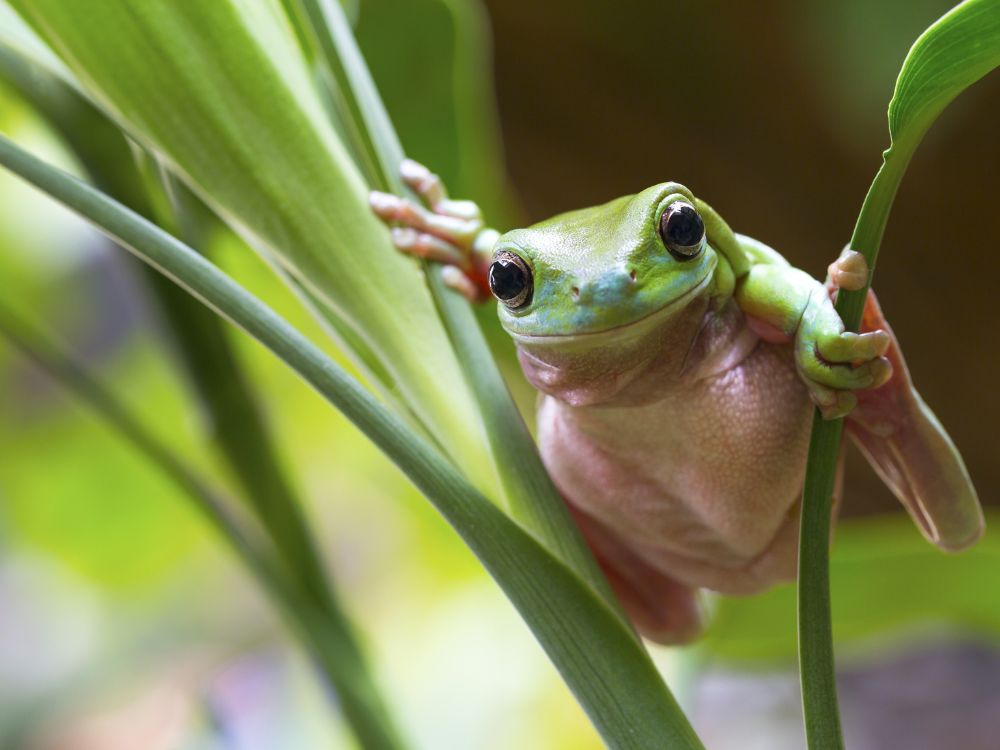 Cancer: une bactérie de grenouille montre un potentiel prometteur contre les tumeurs