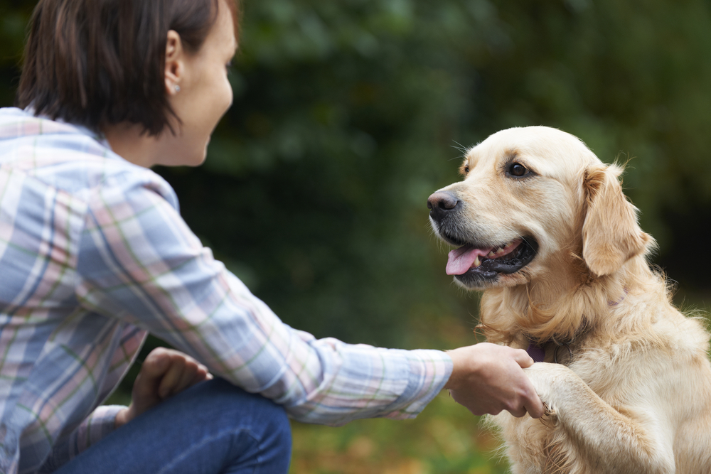 Comment les chiens communiquent avec nous: le guide complet pour comprendre votre animal