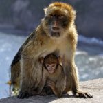 Lait infantile: la Chine durcit les contrôles après un rappel préventif de Nestlé