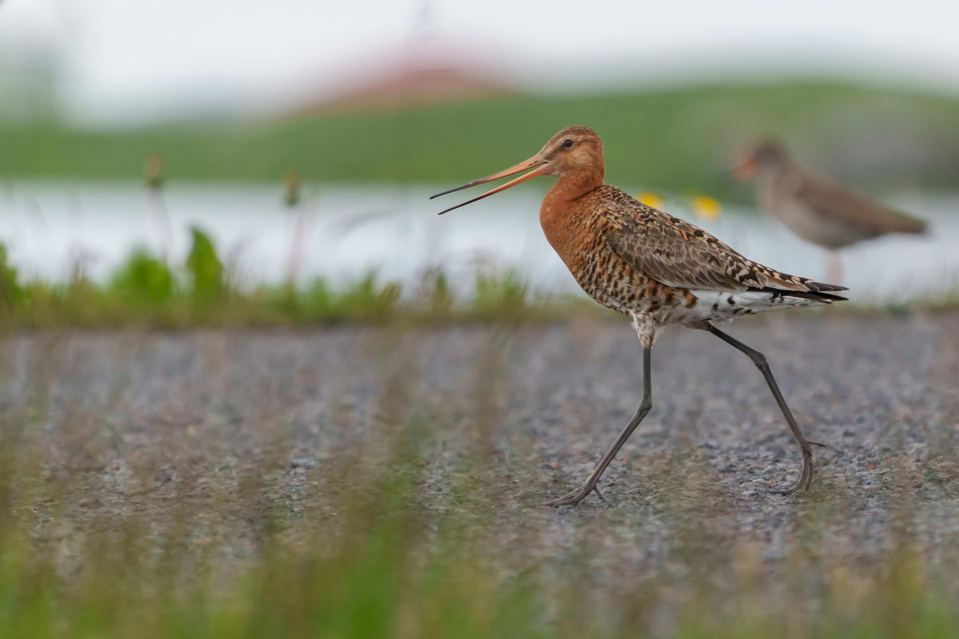 Barge hudsonienne (Hudsonian godwit) marchant près de l’eau illustrant un oiseau migrateur menacé