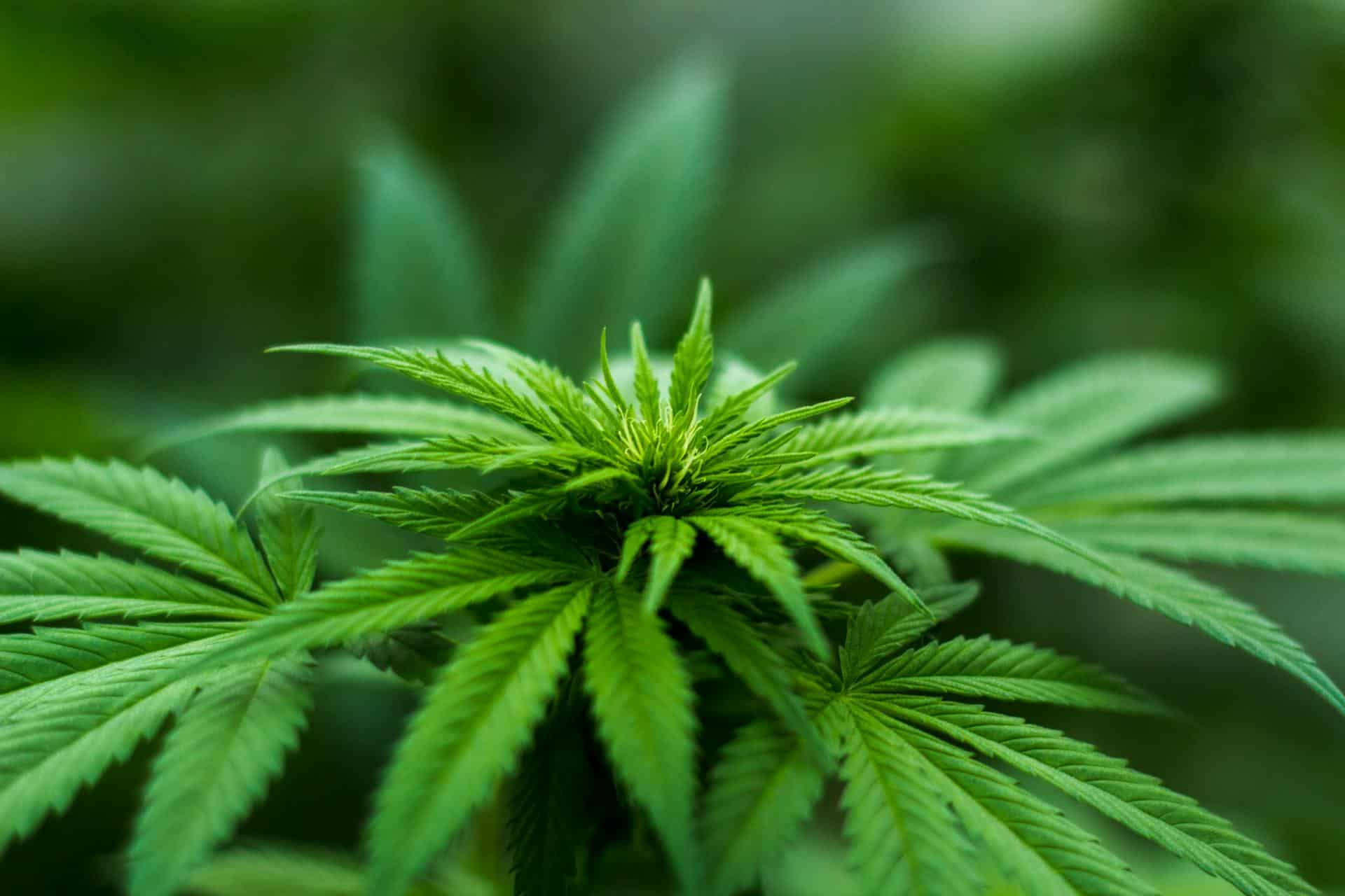 Plante de cannabis verte en gros plan illustrant l’usage du cannabis médical dans les troubles de santé mentale