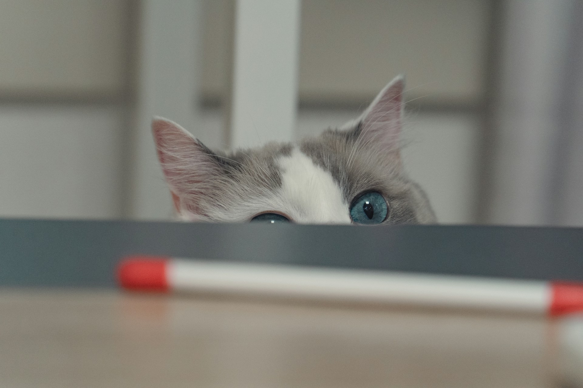 Chat curieux observant un objet sur une table, prêt à jouer comme s’il chassait une proie