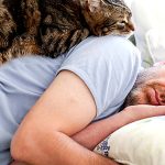 Sardines: pourquoi ce petit poisson est l’un des aliments les plus sains au monde