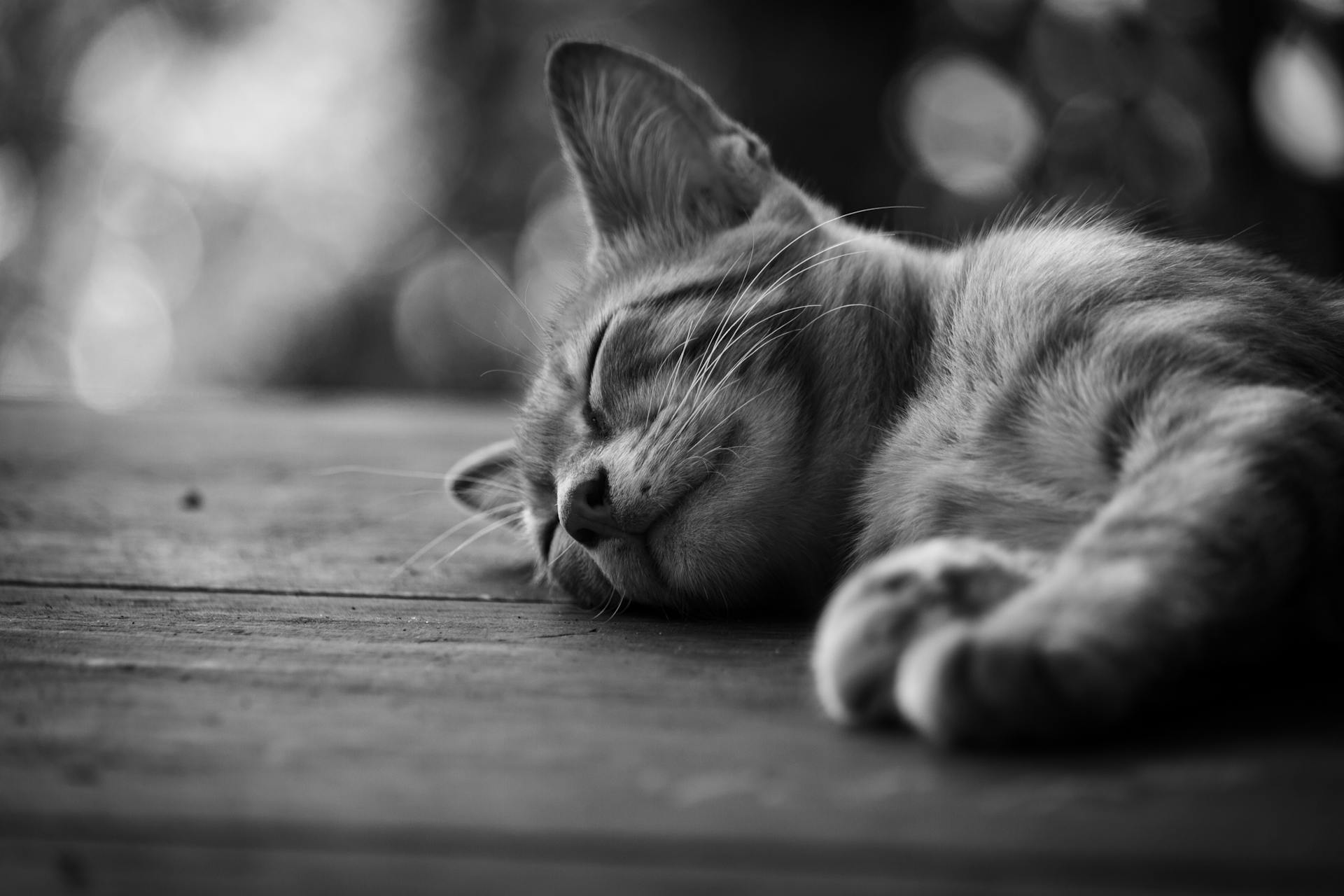 Chat endormi illustrant le comportement naturel de sommeil chez les chats