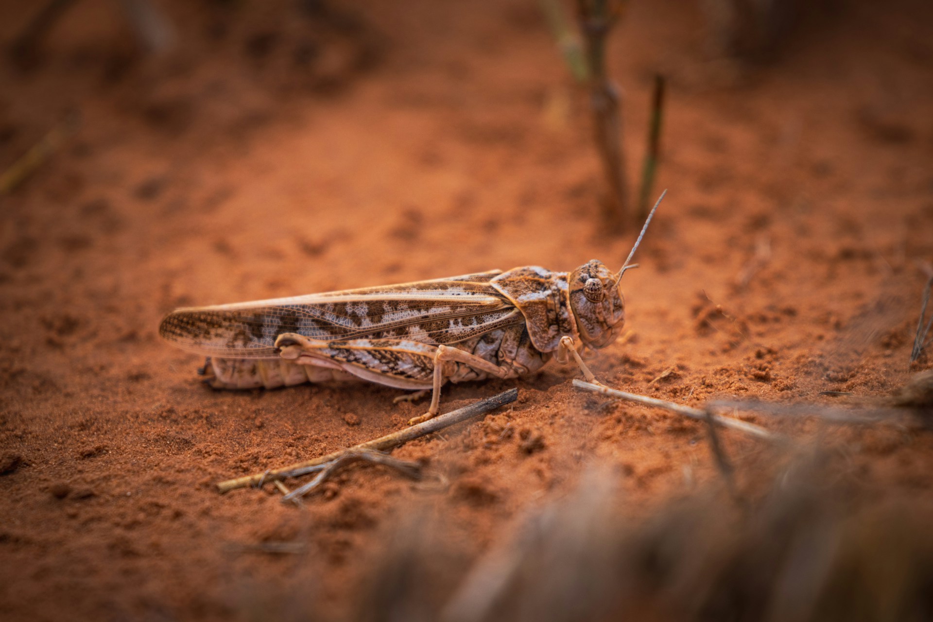 Criquet pèlerin du désert posé sur le sol dans une zone aride, insecte ravageur pouvant former des essaims destructeurs au Maroc
