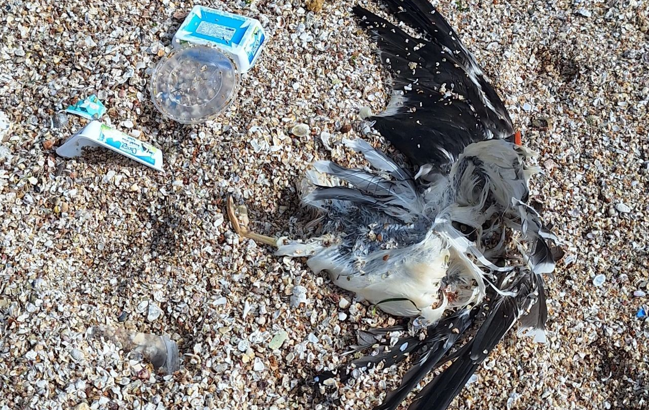 Mouette morte entourée de déchets plastiques sur une plage d’Aïn Diab à Casablanca après la chute de conteneurs en mer