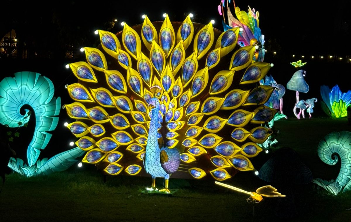 Paon lumineux géant au Magic Garden Light Festival au Vélodrome de Casablanca, installation artistique immersive de nuit