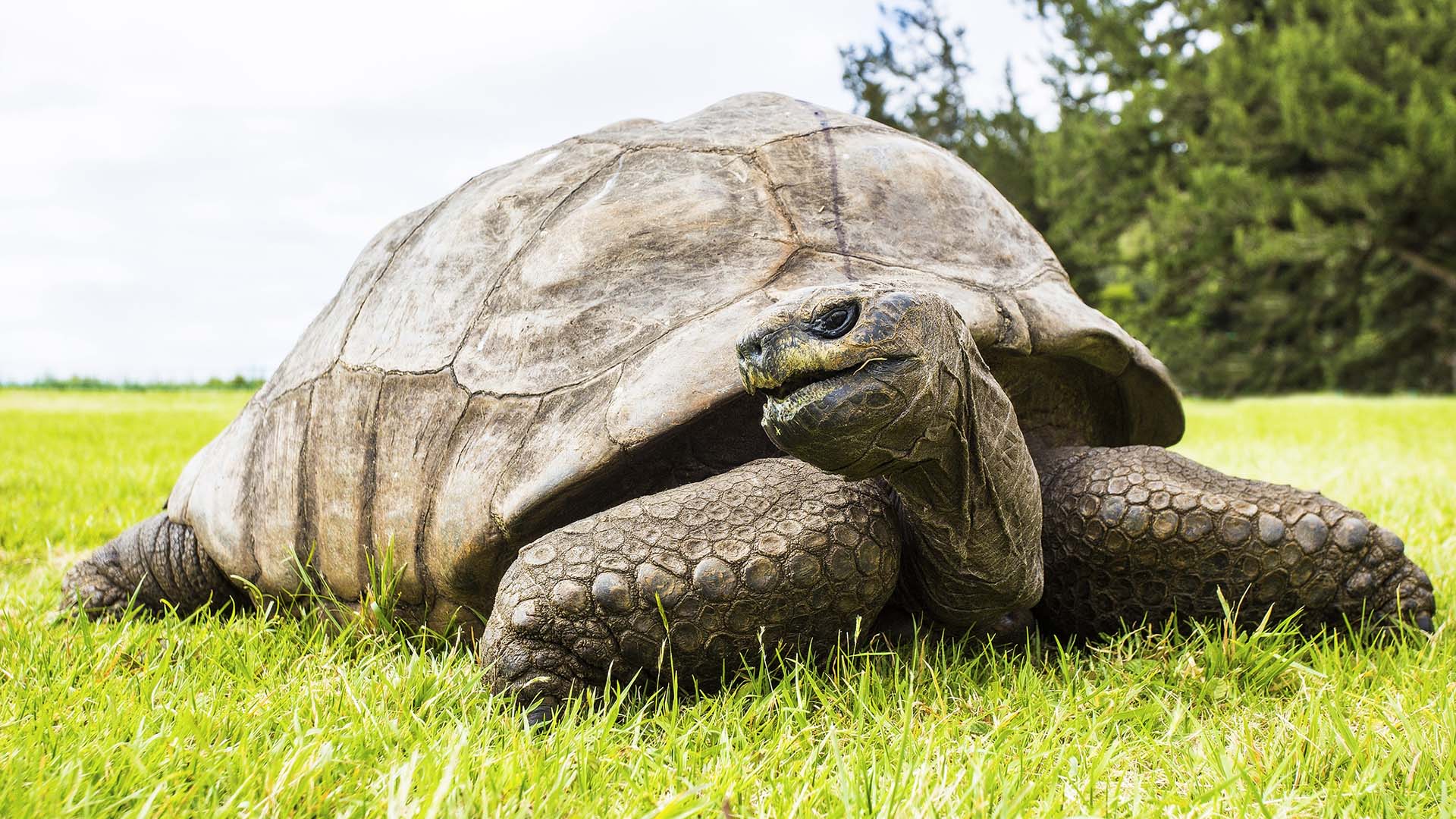 Tortue géante des Seychelles, Jonathan, le plus vieil animal terrestre vivant âgé de près de 200 ans
