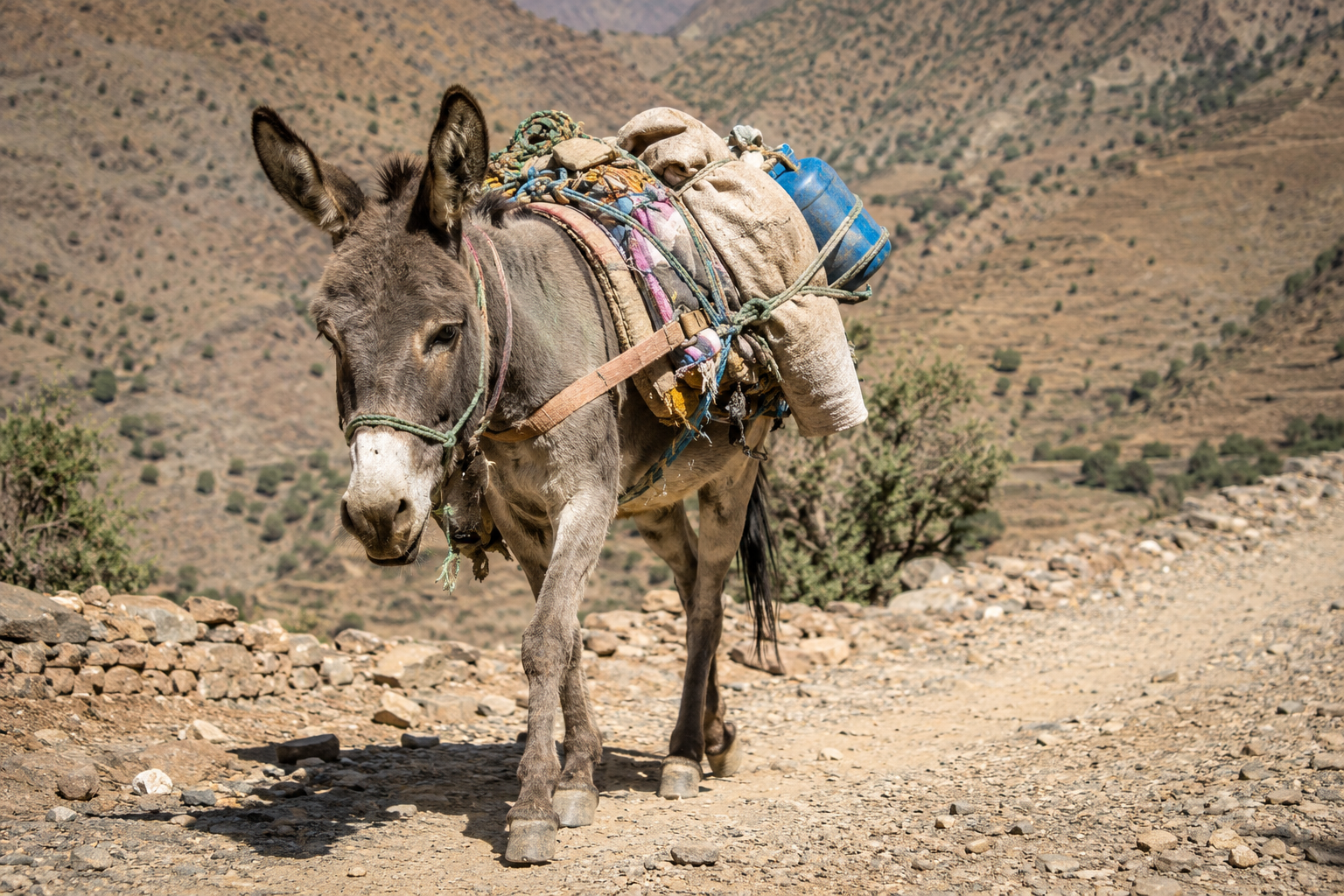L'âne: cet animal qu'a toujours insulté… mais qui a porté le Maroc sur son dos