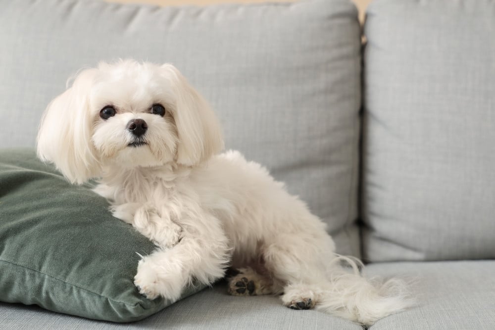 Quel chien adopter quand on vit en appartement ?
