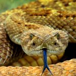 Hantavirus : le Hondius évacue progressivement ses passagers aux Canaries