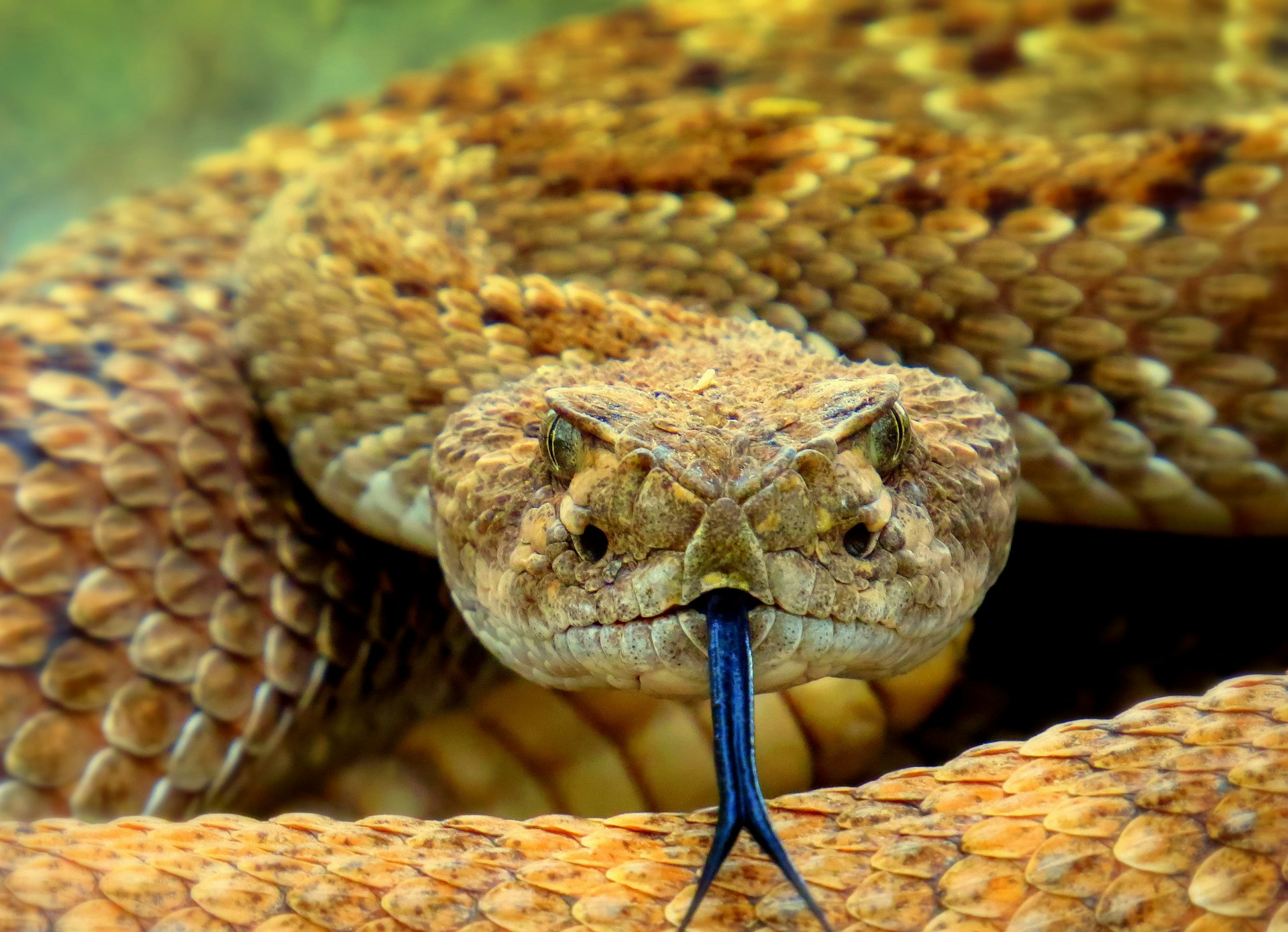bébé serpent venimeux plus dangereux