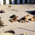 Alerte canicule au Maroc : vague de chaleur jusqu’à 45°C attendus dès dimanche