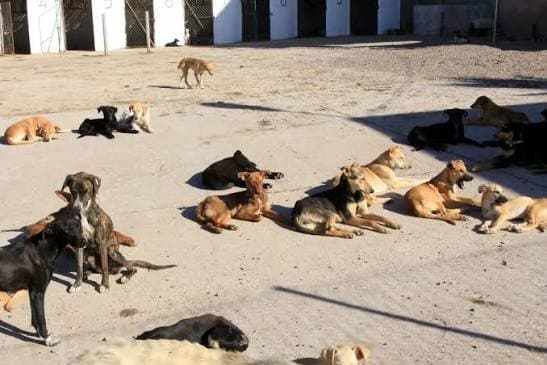 Un chien de rue au Maroc, illustrant les débats sur le projet de loi 26.23 et les programmes de stérilisation et vaccination CNVR.