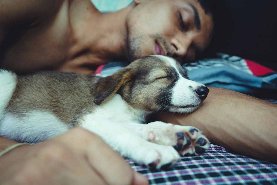 Dormir avec son animal de compagnie : un chien allongé sur un lit aux côtés de son propriétaire pendant la nuit.